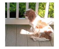 Cavalier King Charles Female