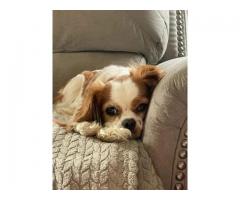 Purebred Cavalier King Charles Female for $200
