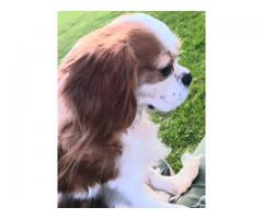 Purebred Cavalier King Charles Female for $200