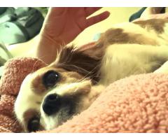 Purebred Cavalier King Charles Female for $200