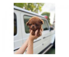 cute toy poodle puppies for sale