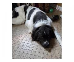 Newfoundland rehome