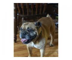 Female English bulldog