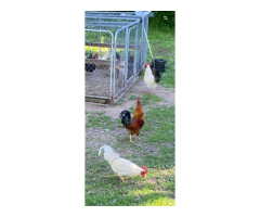 Roosters