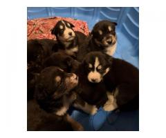 Husky Australian Shepherd Puppies