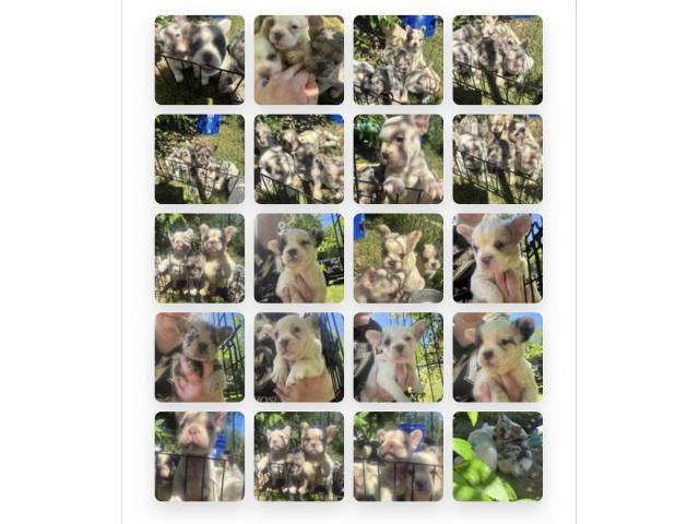 Image 1 / 1