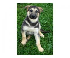 AKC German Shepherd Puppies