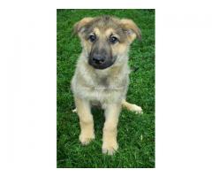 AKC German Shepherd Puppies