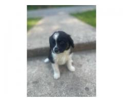 Australian shepard puppies