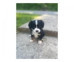 Australian shepard puppies