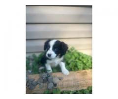 Australian shepard puppies