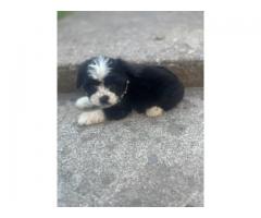 Australian shepard puppies
