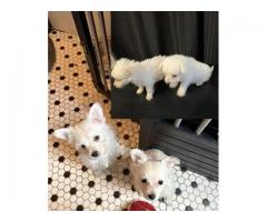 Shih Tzu Pomeranian puppies