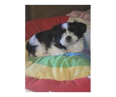 Shih Tzu mix Puppy
