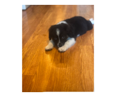 Mini Australian shepard puppies