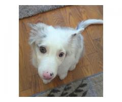 Border collie