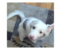 Border collie