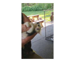 Free Boderjack pups