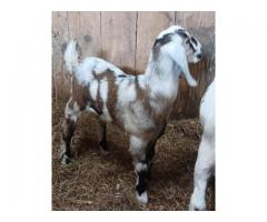 Nubian Bucklings