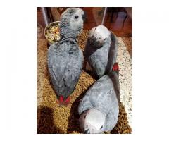 BREEDING PAIRS OF AFRICAN GREYS MACAWS ELECTUS AND THEIR BABIES