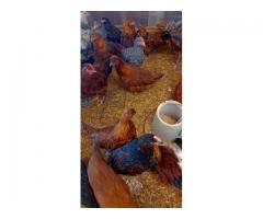 Chickens/Poults
