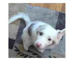 Akc reg border collie