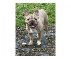 Frenchie