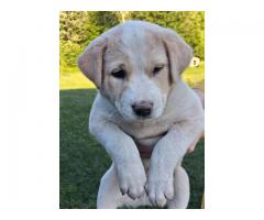 Puppies-Free To Good Home