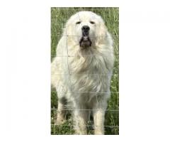 Free male Great Pyrenees