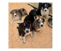 4 aussie border collie mixs female