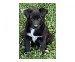 2 aussie border collie mixs female