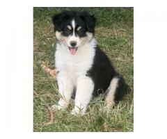 2 aussie border collie mixs female