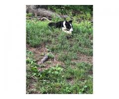 Female border Collie