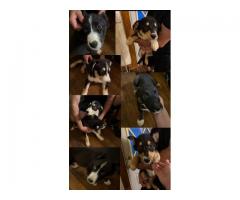 Australian/husky mix puppies
