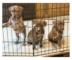 Blue nose pitbull puppies