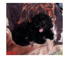 Yorkipoo puppies