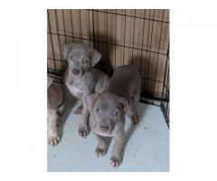 Blue nose pitbull puppies