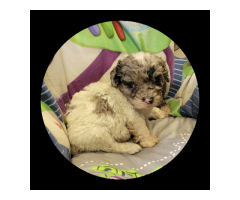 Shihapoo