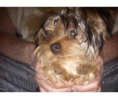 Yorkie male pup
