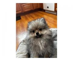 Pomeranian puppies