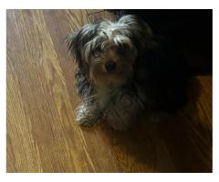 Yorkie male pup