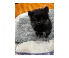Pomeranian puppies
