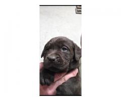AKC chocolate English lab pups