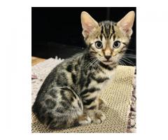 TICA Certified Bengal Kittens