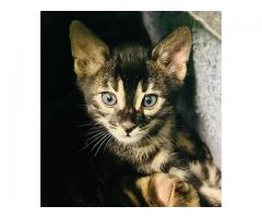 TICA Certified Bengal Kittens