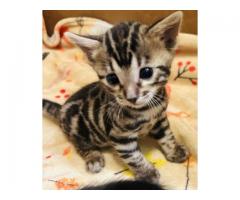 TICA Certified Bengal Kittens