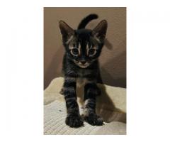 TICA Certified Bengal Kittens