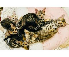 TICA Certified Bengal Kittens