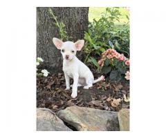 Chihuahua Puppies