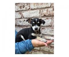 Chihuahua Terrier Puppies